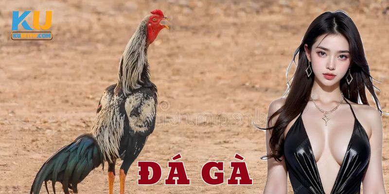 Cách tham gia cá cược đá gà trên Kubet