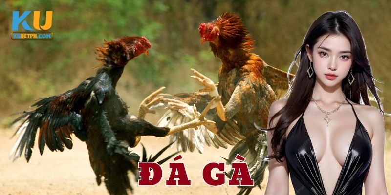 Kinh nghiệm và chiến lược cho dân chơi đá gà